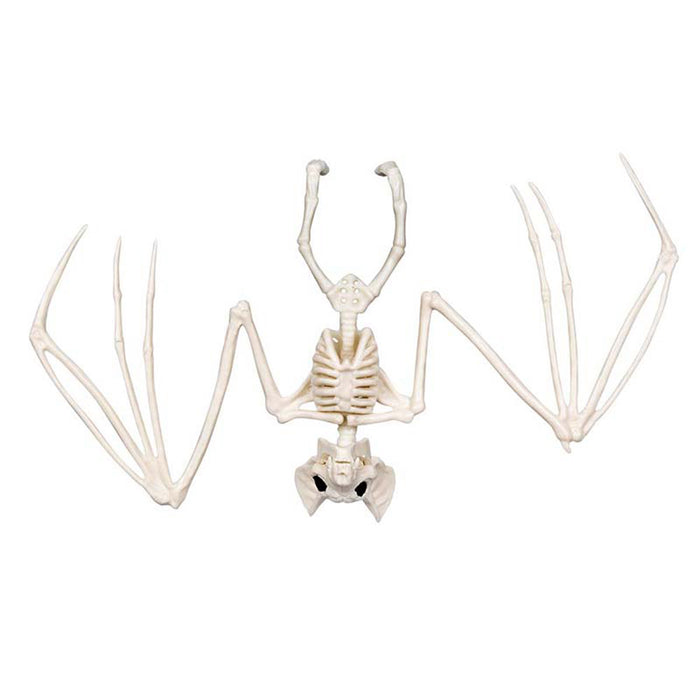 Skelett Tier Fledermaus 30 x 16 cm