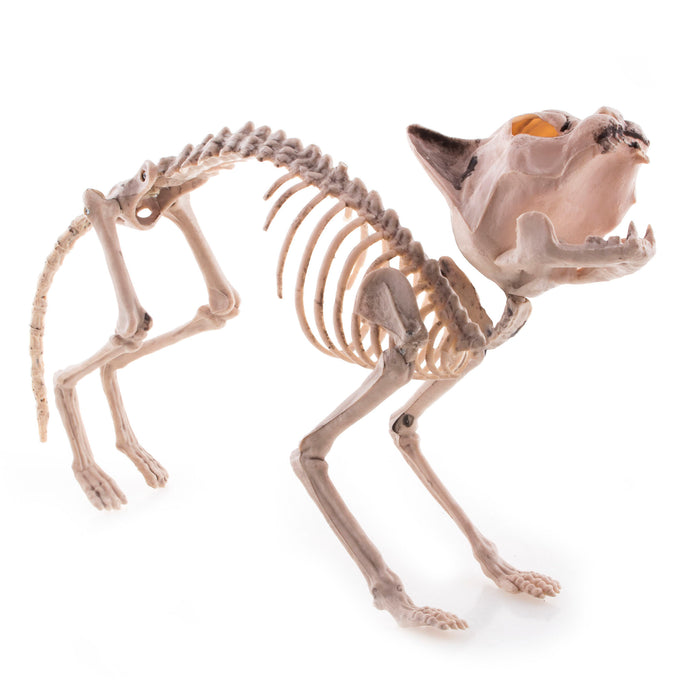 Gruseliges Katzen Skelett 60 x 17 x 30 cm | Halloween Dekoration