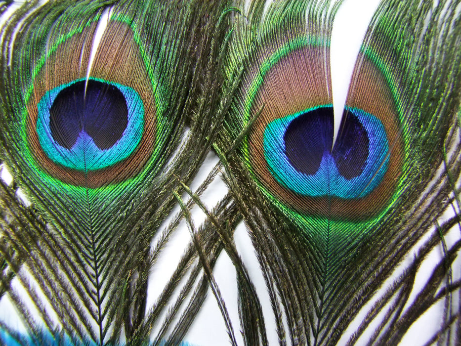 Samba Fächer für Pfauen Kostüm