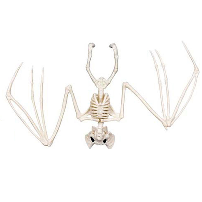 Skelett Tiere 5-fach sortiert | Beige - Halloween